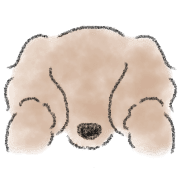 Dachshund . 2 รูปที่ 11