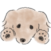 Dachshund . 2 รูปที่ 12