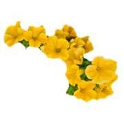 009