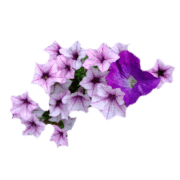 020