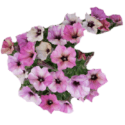 035