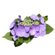 036
