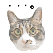 006