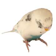 009