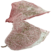 017