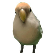 004