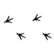 007