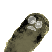 009
