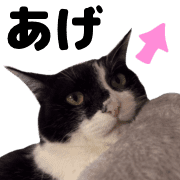 038