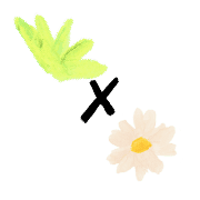 ลายที่ 77