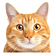 อิโมจิไลน์ Orange tabby cats Face Emoji