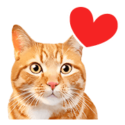 อิโมจิไลน์ Orange tabby cats Face Emoji