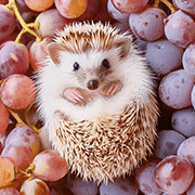 อิโมจิไลน์ foodie Hedgehog Emoji