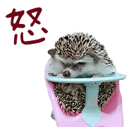 อิโมจิไลน์ Araw-araw na Cute Healing Hedgehog-38