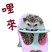 อิโมจิไลน์ Araw-araw na Cute Healing Hedgehog-38