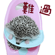 อิโมจิไลน์ Araw-araw na Cute Healing Hedgehog-38