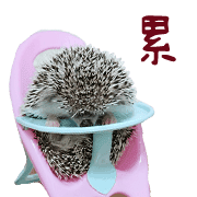 อิโมจิไลน์ Araw-araw na Cute Healing Hedgehog-38