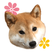 อิโมจิไลน์ Mame of a Shiba dog-emoji-