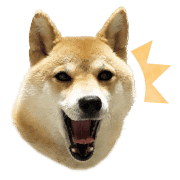 อิโมจิไลน์ Mame of a Shiba dog-emoji-