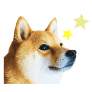 อิโมจิไลน์ Mame of a Shiba dog-emoji-