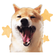 อิโมจิไลน์ Mame of a Shiba dog-emoji-