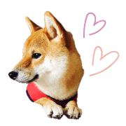 อิโมจิไลน์ Mame of a Shiba dog-emoji-