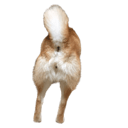 อิโมจิไลน์ Mame of a Shiba dog-emoji-