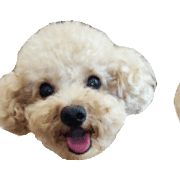 อิโมจิไลน์ toy-poodle's emoji