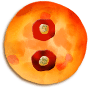 244