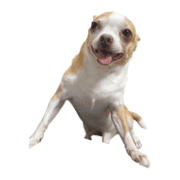 004