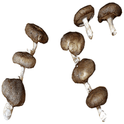 010