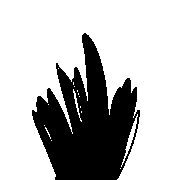 007