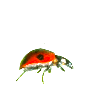008