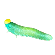 038