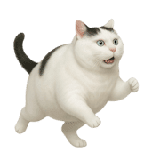 003