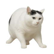 036