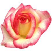 003