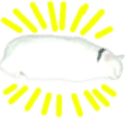 007