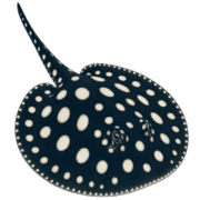 034