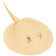 036