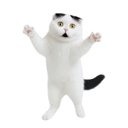 009