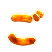 060