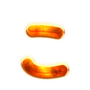010