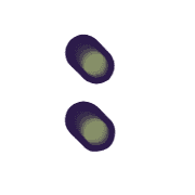 244