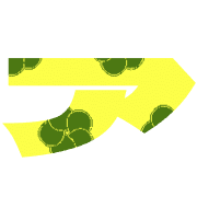 081