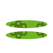 244