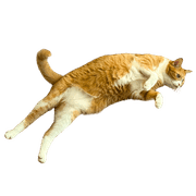 003
