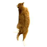 029