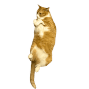 036