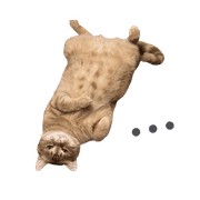 003